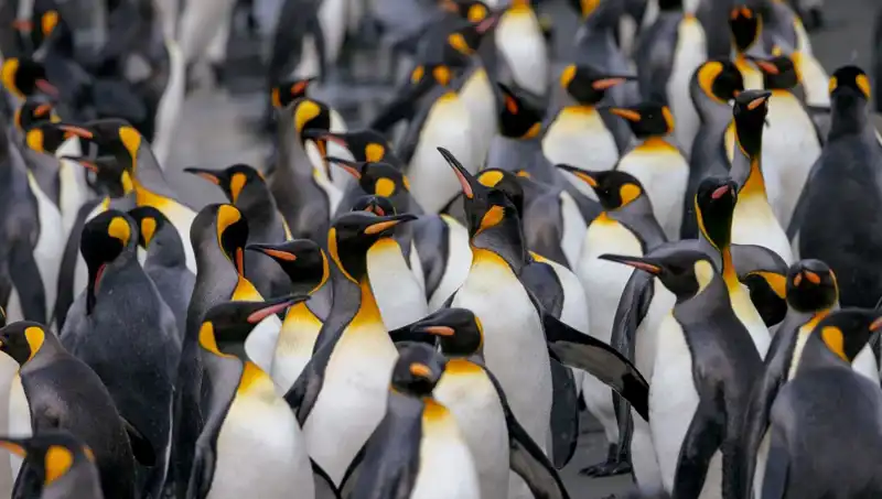 Trump'ın Gümrük Vergisi, Penguenleri ve Issız Adaları Nasıl Etkiliyor?
