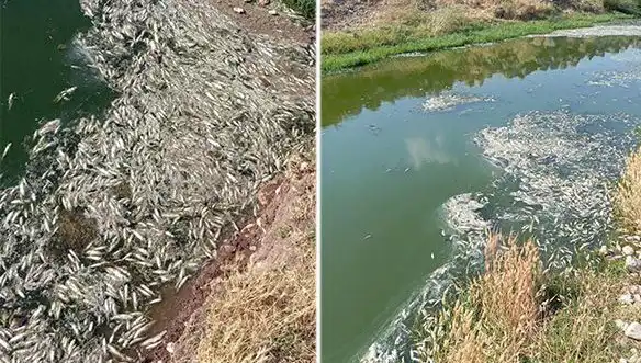 Karasu Çayı’nda Yaşanan Balık Ölümleri: Sebepleri Araştırılıyor