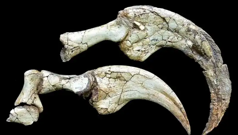 Gobi Çölü'nde Şaşırtıcı Dinozor Bulundu: İki Parmaklı Yeni Tür!