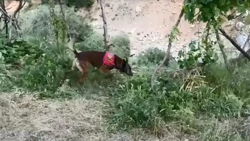 Dere Kenarındaki Gizli Esrarı Dedektör Köpekler Ortaya Çıkardı