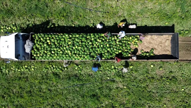 Bafra Ovası'ndan Rekor Karpuz Rekoltesi: 94 Bin 500 Ton!