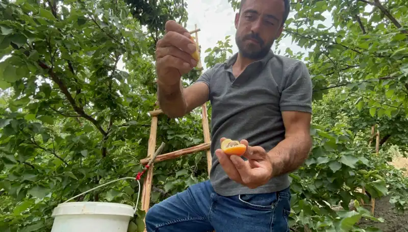 Türkiye'nin Lezzetli İkramı: 50 TL ile 70 TL Arası Fiyat Aralığında Tüketim